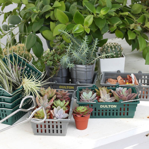 DULTON ( ダルトン ) DESKTOP BASKET デスクトップ バスケット | 小物 | 可愛い | 手のひらサイズ | ミニバスケット | ギフト | プレゼント | 収納 | ミニサイズ | H20-0187 | だるとん