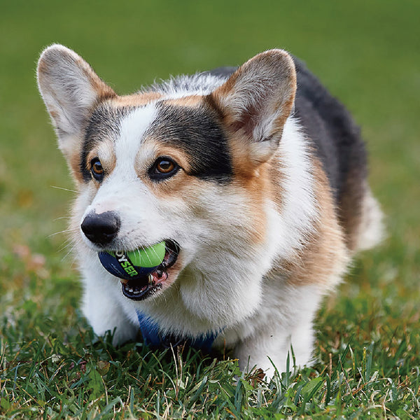 PLATZ ( プラッツ ) JOYSER ジョイサーボール | ペット | ボール | 散歩 | ストレス発散 | 遊び | 外 | 室内 | 水に浮く | 音が鳴る | アウトドア | ドッグラン | 丈夫 | 犬 | イヌ | ペット用品 | JS75370 | JS75371