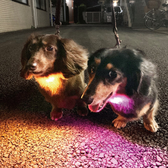 PLATZ ( プラッツ ) ハイパーブリンカーズEX | ペット | イヌ | 犬 | 散歩 | 散歩グッズ | 光る | 引っ掛けるだけ | LEDライト | 可愛い | 雨でもOK | コンパクト | 簡単取付 | 軽い | 軽量 | AX10069